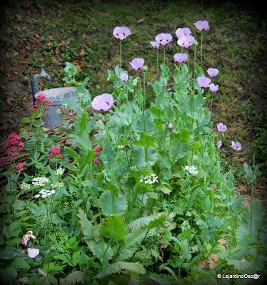 Seeds of love 2014...