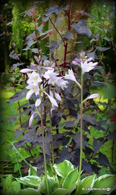 Seeds of love 2014...