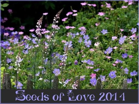 Seeds of love 2014...