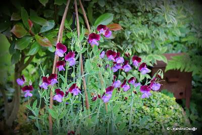 Seeds of love 2014...