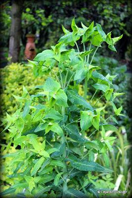 Seeds of love 2014...