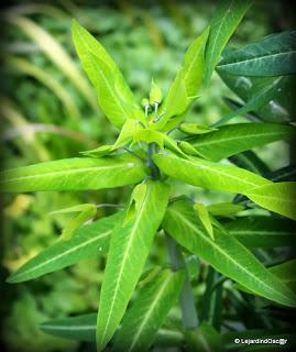 Seeds of love 2014...