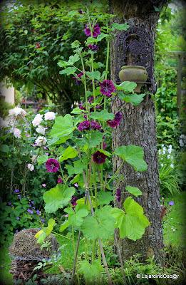 Seeds of love 2014...