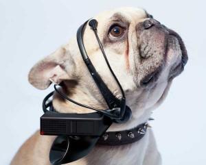 Un casque électronique pour chien pourrait traduire leurs pensées en langage humain, grâce aux progrès en matière d'électroencéphalogramme.