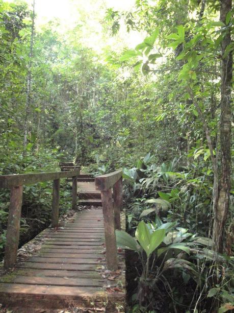 Voyage - Je vous emmène à la découverte de la faune et la flore de Guyane