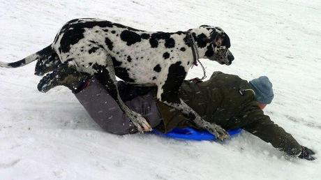 Un chien fait de la luge