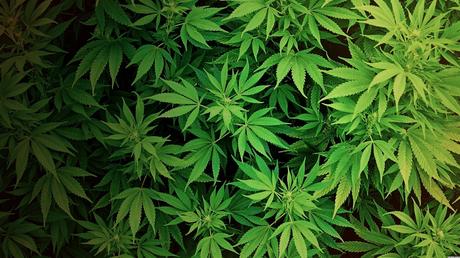 Avec la légalisation progressive, cultiver du cannabis est un marché d'avenir.   