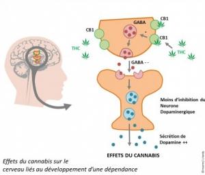 CANNABIS: Les Américains autorisent, les Français trouvent un traitement anti-addiction – Science