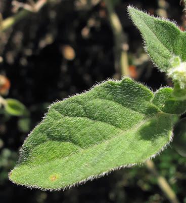 Solanum villosum (Morelle velue)