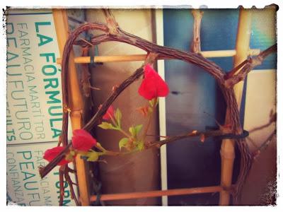 Faire refleurir la bougainvillée...!