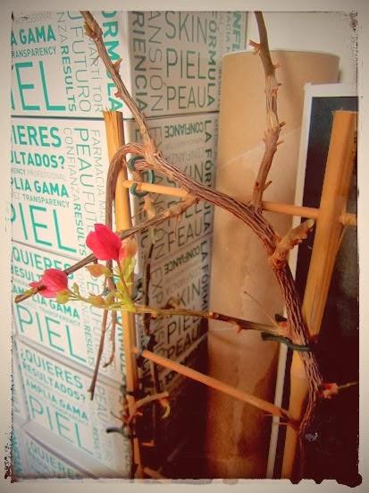 Faire refleurir la bougainvillée...!