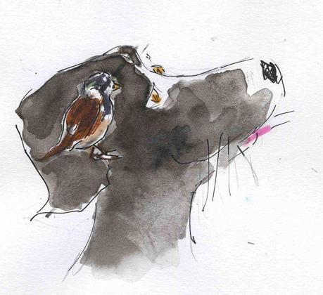 125) cervelle oiseau