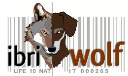 Ibriwolf: Un programme LIFE pour réduire l’hybridation loup-chien en Italie
