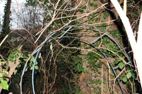 4 vitis labrusca veneux 3 janv 2014 002 (5).jpg