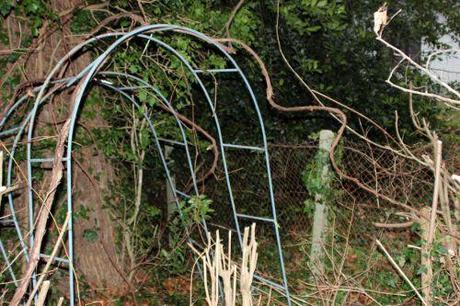 2 vitis labrusca veneux 3 janv 2014 002 (1).jpg