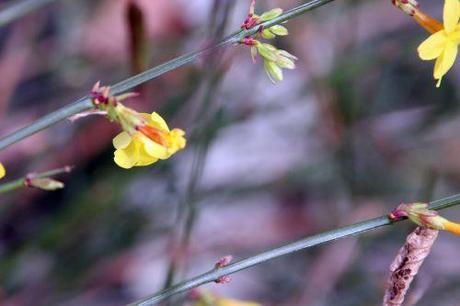 jasminum nudiflorum 5 veneux 3 janvier 2014 006 (4).jpg