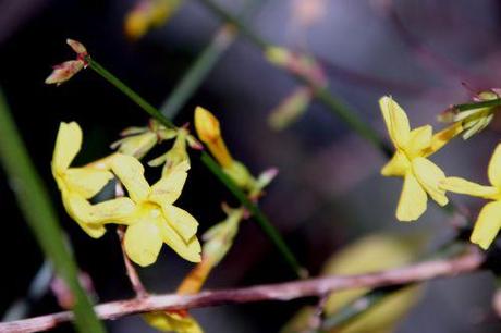 jasminum nudiflorum 3 veneux 26 déc 2013 016 (2).jpg