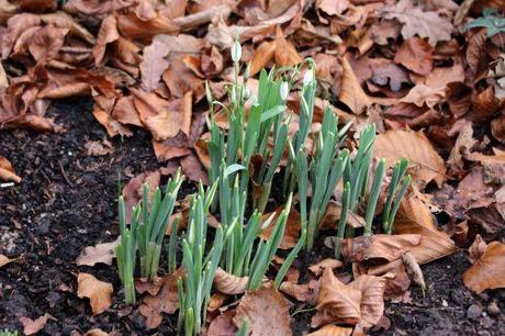 galanthus elwesii veneux 3 janvier 2014 001.jpg
