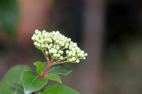 viburnum tinus veneux 3 janvier 2014 027.jpg