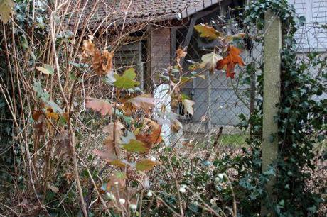 hydrangea quercifolia veneux 3 janvier 2014 021 (1).jpg