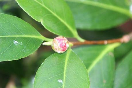 camellia veneux 3 janvier 2014 028.jpg