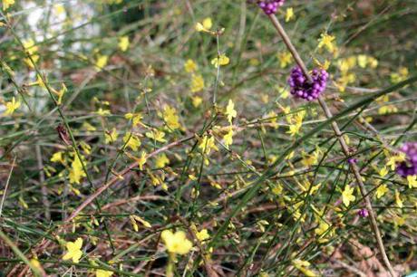 jasminum nudiflorum 1 veneux 3 janvier 2014 002 (4).jpg