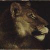 lionne Gericault