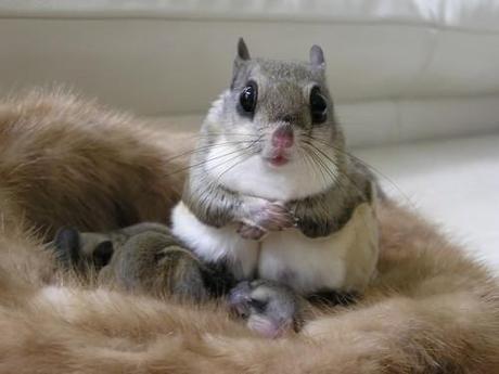 Mother flying squirrel with her babies via imgur