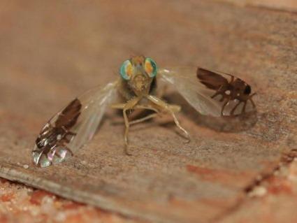 Fly with ant-mimic wings