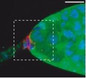 SIGNALISATION cellulaire: Les cellules se touchent aussi pour communiquer – Science
