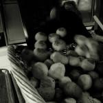 GASTRONOMIE: La Truffe Noire ( VIDEO E-TV )