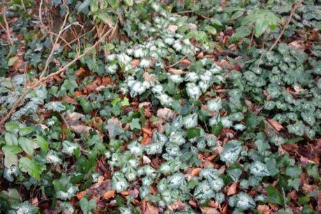 10 cyclamen hederifolium veneux 4 janv 2014 001 (1).jpg
