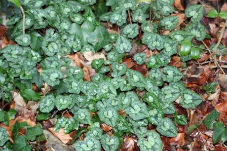 11 cyclamen hederifolium veneux 4 janv 2014 001 (4).jpg