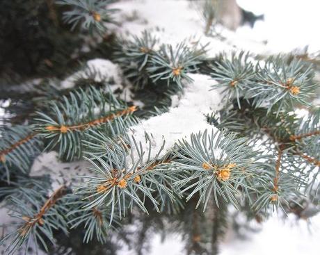 anteketborka.blogspot.com, hiver