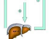 Analogues somatostatine pharmacologie a-t-elle impact l’effet antitumoral