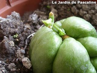 Bilan des boutures 2013 !!!