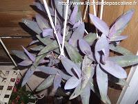 Bilan des boutures 2013 !!!