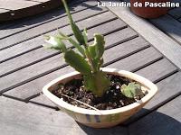 Bilan des boutures 2013 !!!