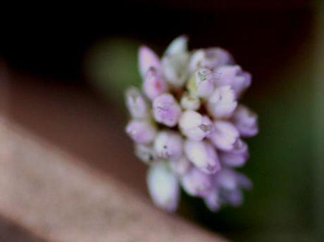 persicaria capitata 8 janv 2014 016.jpg