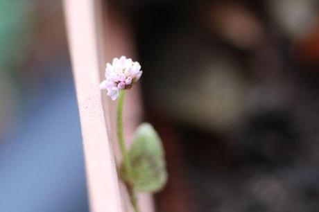 4 persicaria capitata 8 janv 2014 019.jpg