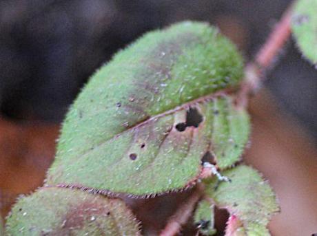persicaria capitata feuille bl pa 8 janv 2014 015.jpg