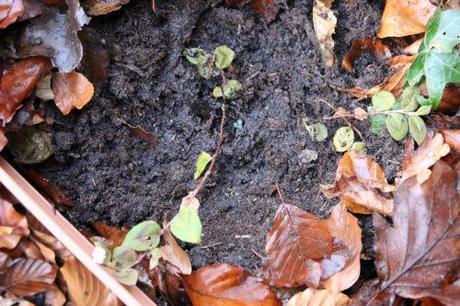 1 persicaria capitata 8 janv 2014 001.jpg