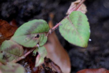 3 persicaria capitata 8 janv 2014 012.jpg
