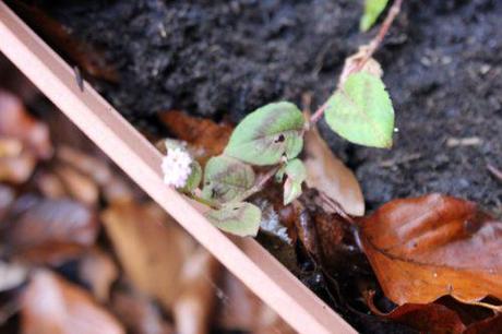 2 persicaria capitata 8 janv 2014 002.jpg