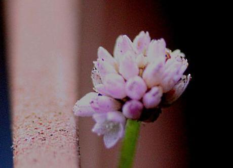 persicaria capitata 8 janv 2014 pa 022.jpg
