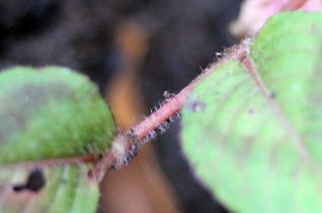 persicaria capitata épines 8 janv 2014 011.jpg