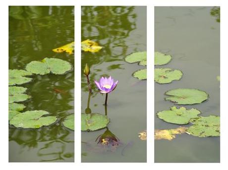 ~ Mes expérimentations photographiques : les polyptyques (2/2) ~