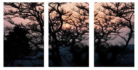 ~ Mes expérimentations photographiques : les polyptyques (2/2) ~