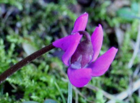 8 cyclamen coum veneux 4 février 024.jpg