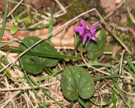 5 cyclamen coum veneux 27  janv 015.jpg